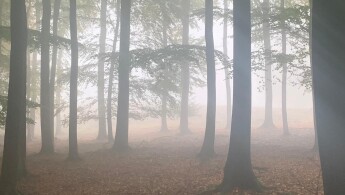 Beukenbos mistig