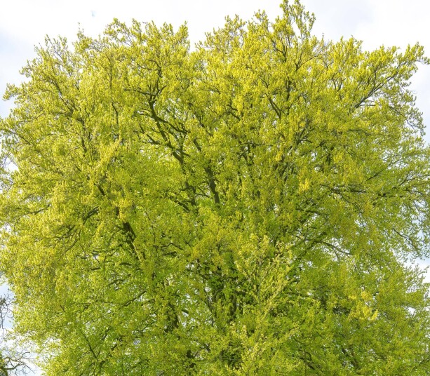 ABD_nz88217_Klokkenberg_LR_48