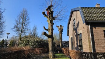 Leilindes snoeien Nunspeet