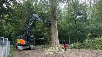 Vellen zware populier