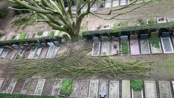 Carpinus (haagbeuk) op Algemene Begraafplaats Enkhuizen
