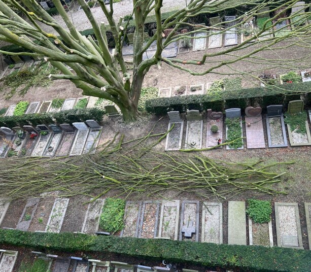 Carpinus (haagbeuk) op Algemene Begraafplaats Enkhuizen