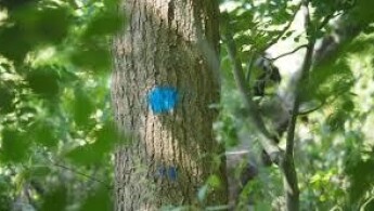 Blessen met verf