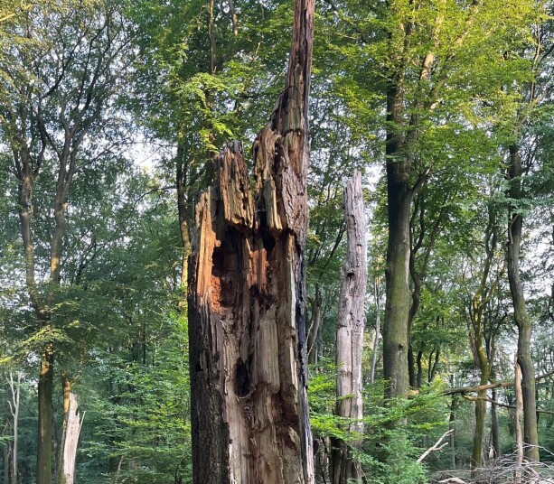 Dood hout leeft